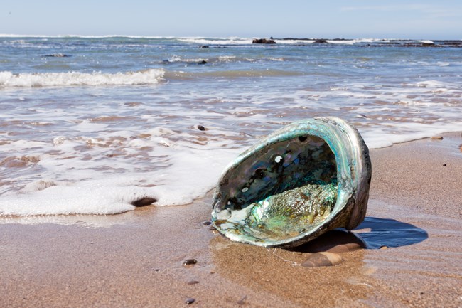 A single abalone shell rests on the shoreline as waves roll in from the beach