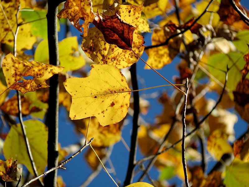 yellow and brown Tuliptree leaves