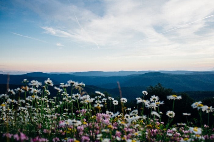Wildflowers in foreground with expansive mountain overlook and clear sky behind