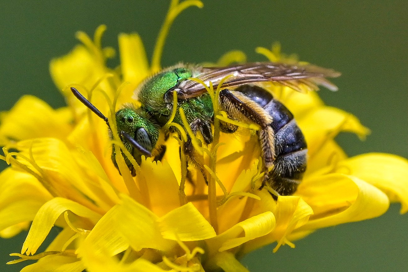 Close-up of a half irridescent green and half black bee visiting a yellow flower. Its hairy back legs have a lot of yellow pollen on them.