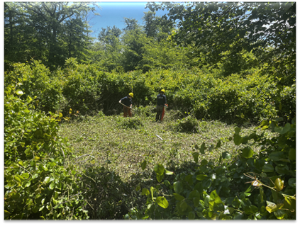 Two AmeriCorps members with chainsaws clearing a square area in lush vegetation.