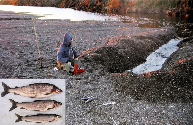 an Inupiat man kneels by a dug channel at the mouth of a river with a fish caught lying on the beach.