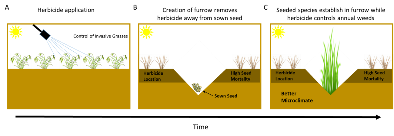 Illustration of a proposed technique to remove invasive annual grasses and seed desired species at the same time