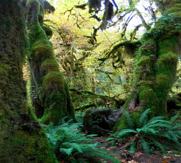 Olympic National Park Rain Forest