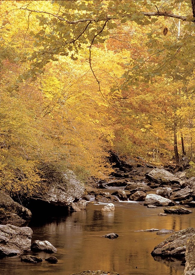 Trees with golden leaves line a quiet stream.