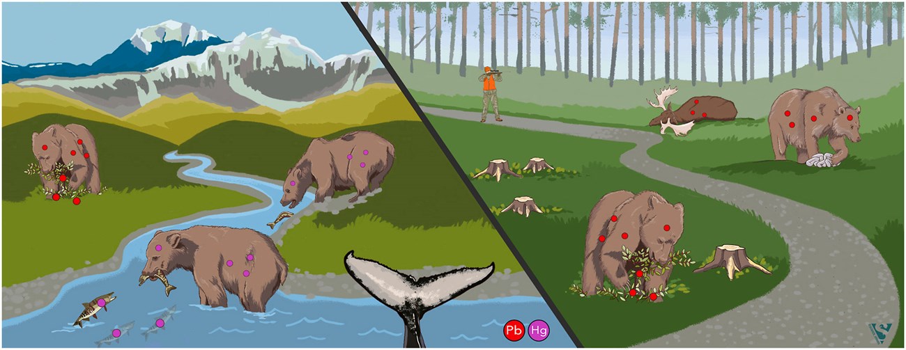 A conceptual drawing showing bear exposure to contaminants.