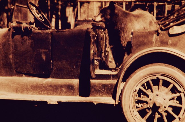 Bear inside an old car