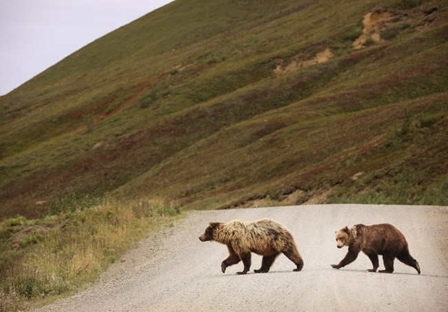 Two grizzly bears cross a gravel road in single file. The road passes below a tundra hillside.