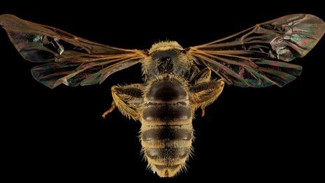 Up-close bee with wings spread