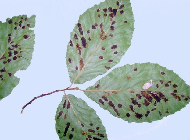 Four green beech leaves covered in dark brown spots sit against a blue background.