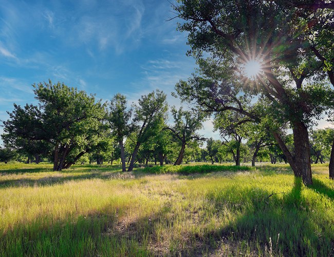 Bright, green leaved trees in a grassy area with sunlight dappling through the leaves.