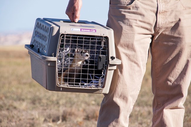 a man holds an animal cage containing a black-footed ferret