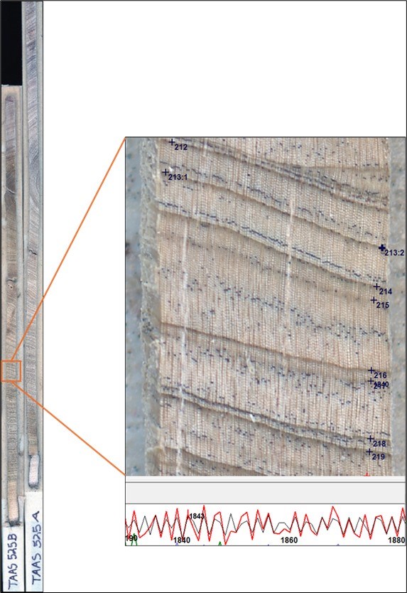 Image on left shows two labeled core samples, where growth rings appear as lines extending across each sample. Image on right is a close-up of one small portion of the sample. A time series graph below the sample runs from about 1830 to 1880.