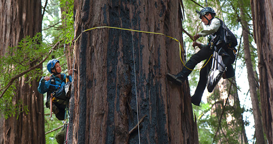 Scientists climb up to the redwood canopy