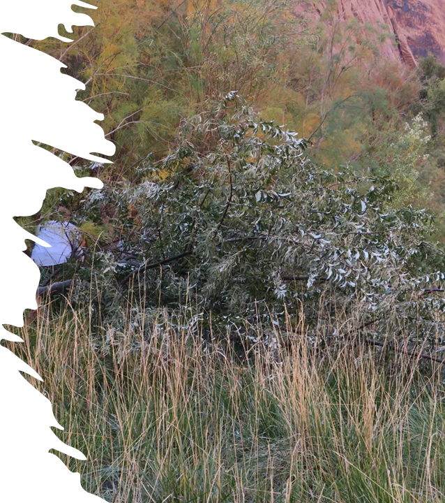 a russian olive tree is removed from the riverbank in a canyon