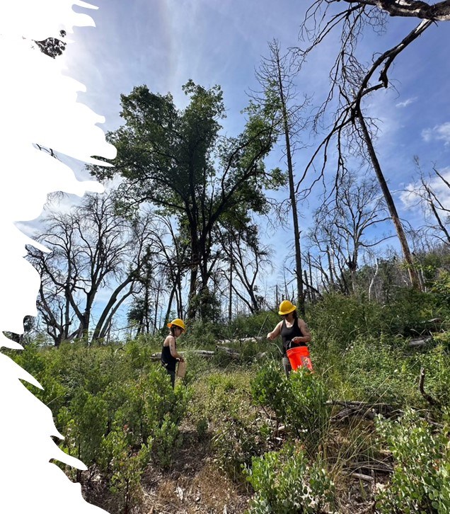 Seed Crew members collect seed under the recovering canopy of Whiskeytown National Recreation Area