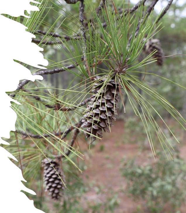 a close-up image of a pine cone and pine needles on a longleaf pine tree