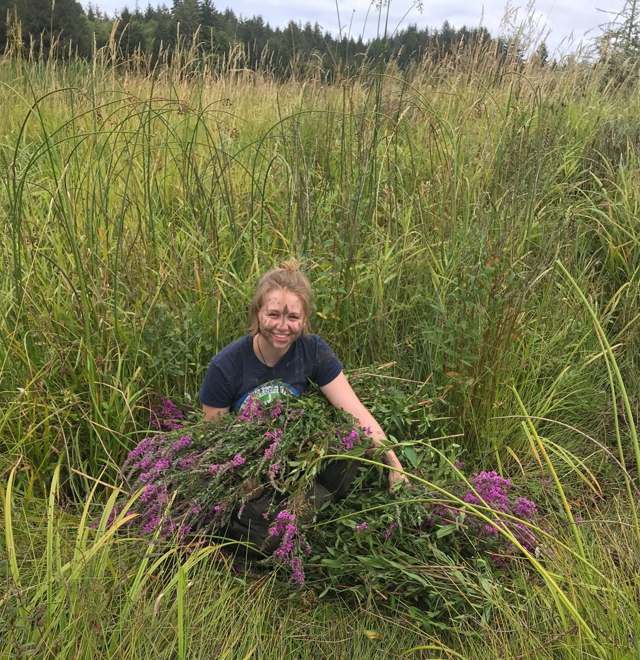a smiling young woman with mud on her face holds a bundle of purple invasive flowering plants pulled from the marshy area she kneels in