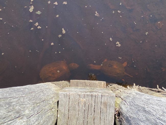 Two turtles under water next to wooden pole.