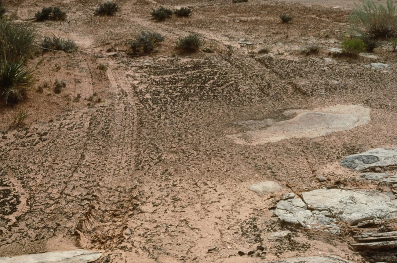 tire tracks a clearly visible, crushing biologiocal soil crust