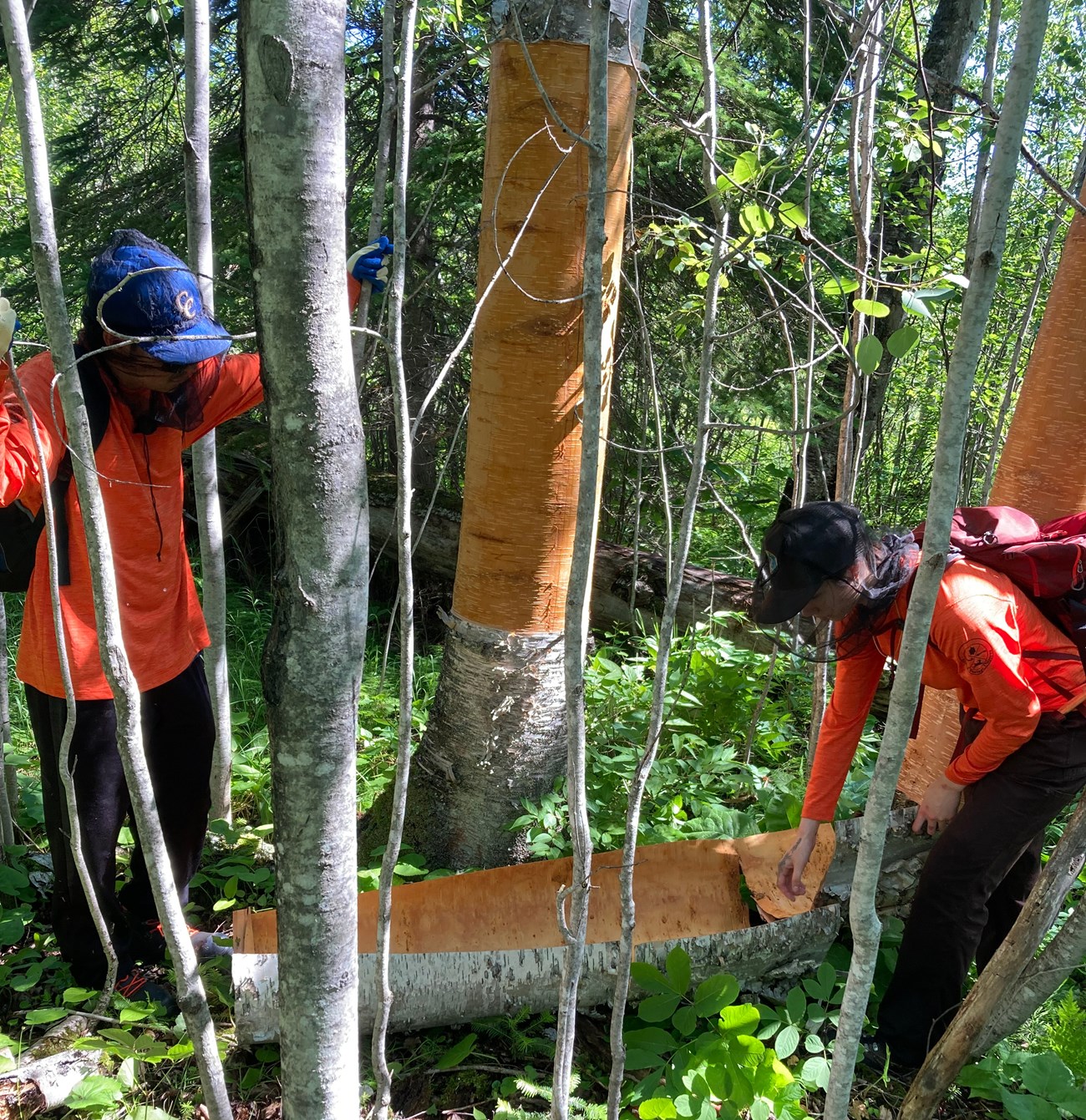 Two people wearing orange shirts and head nets standing among birch trees and a section of removed bark on the ground.