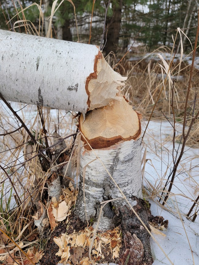 Birch tree felled by beavers