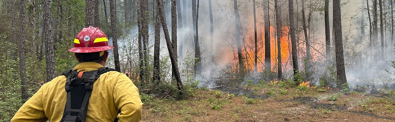 A firefighter observes fire consuming vegetation in a forest.