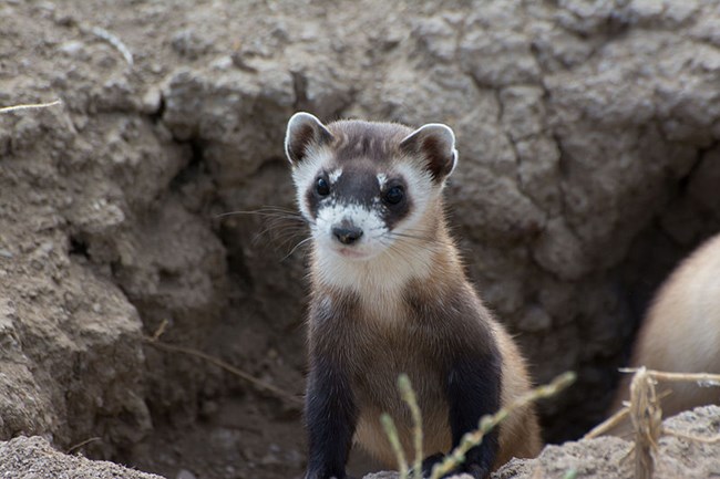 a black footed ferret steps out of its burrow into daylight