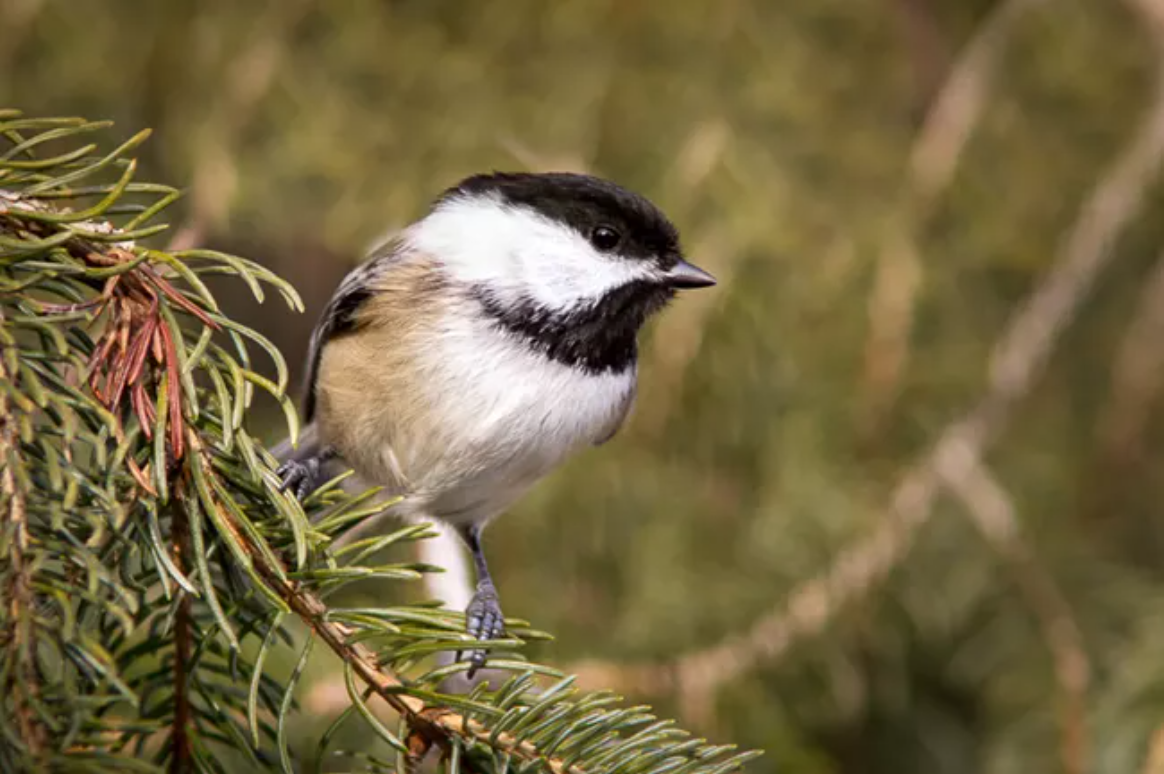 A small bird with a black head and white and gray body sits on a branch.