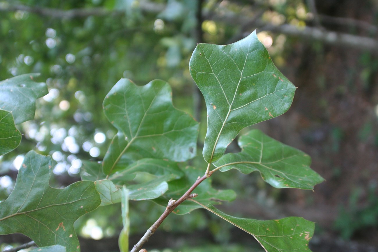 Multiple oak leaves against a forested background.