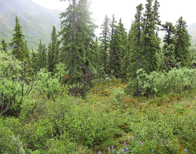 black spruce in a boreal forest