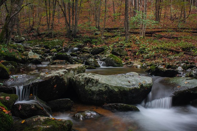 A quiet stream surrounded by forest foliage.