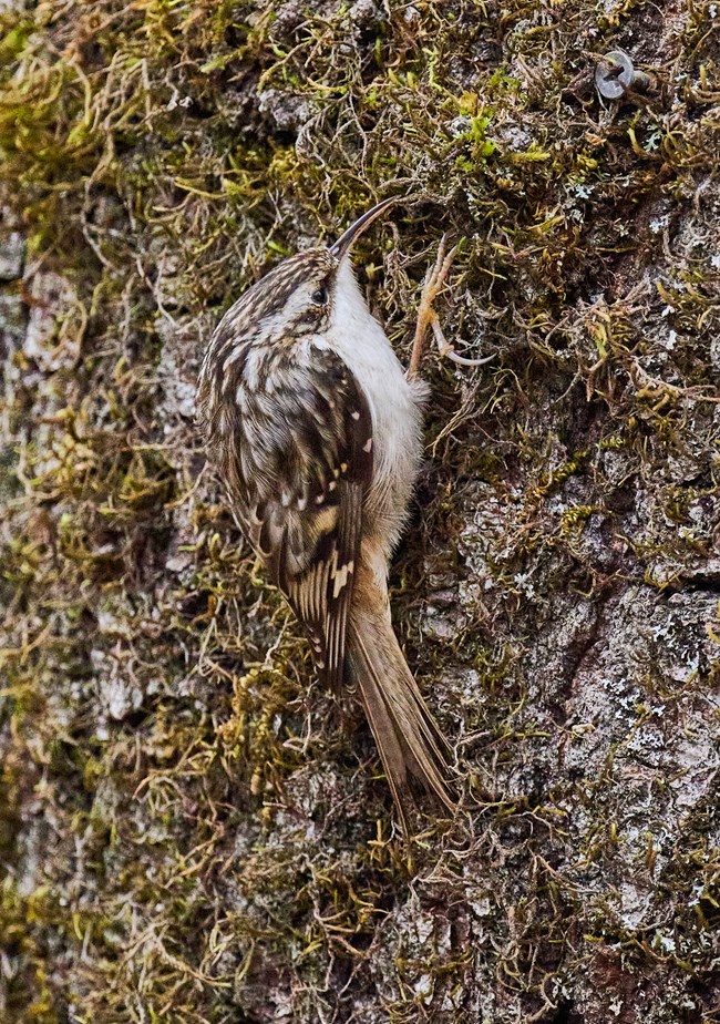 Small, well-camouflaged brown and white songbird clinging to the side of a tree.