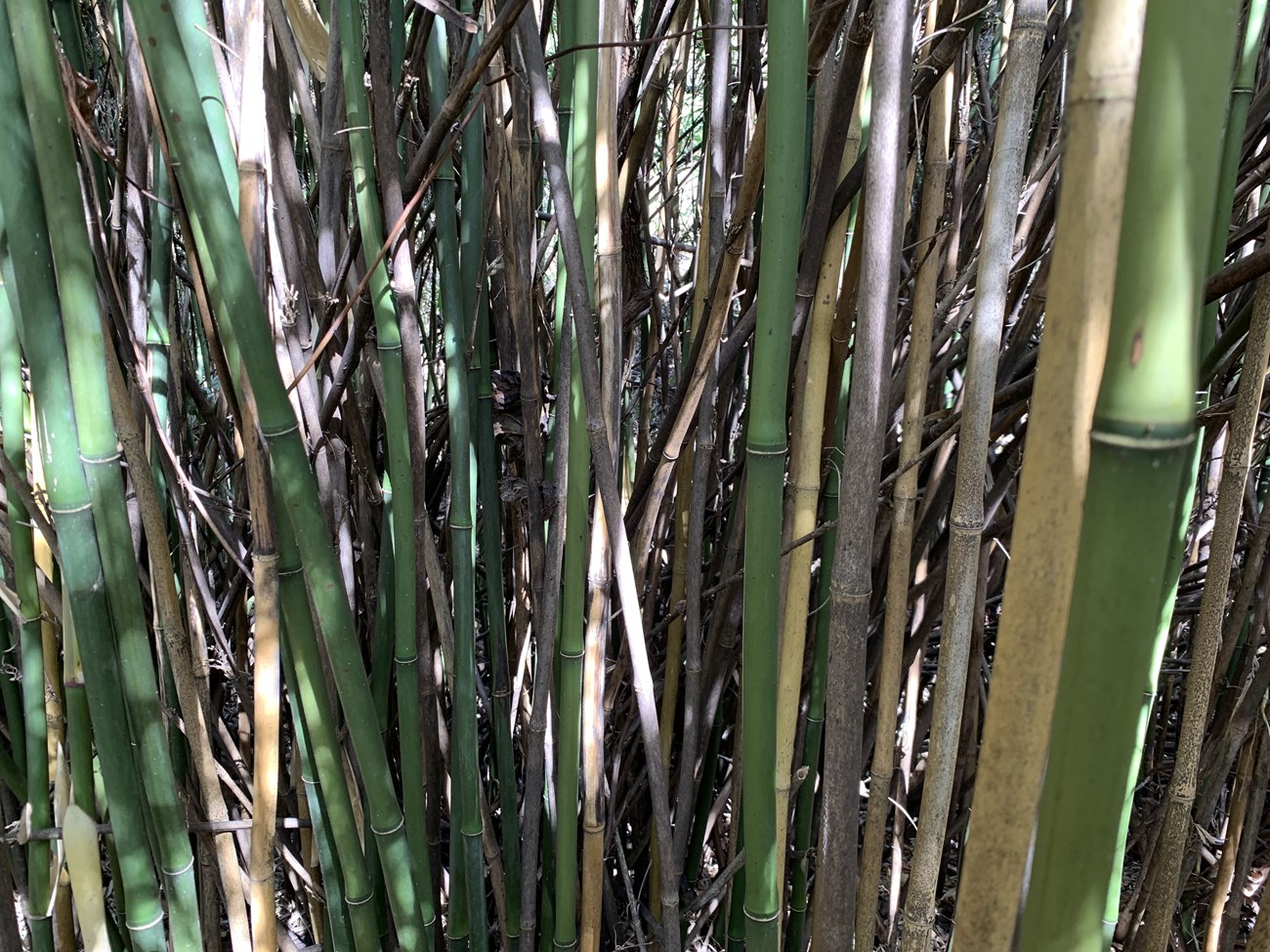 Dense clusters of bamboo.