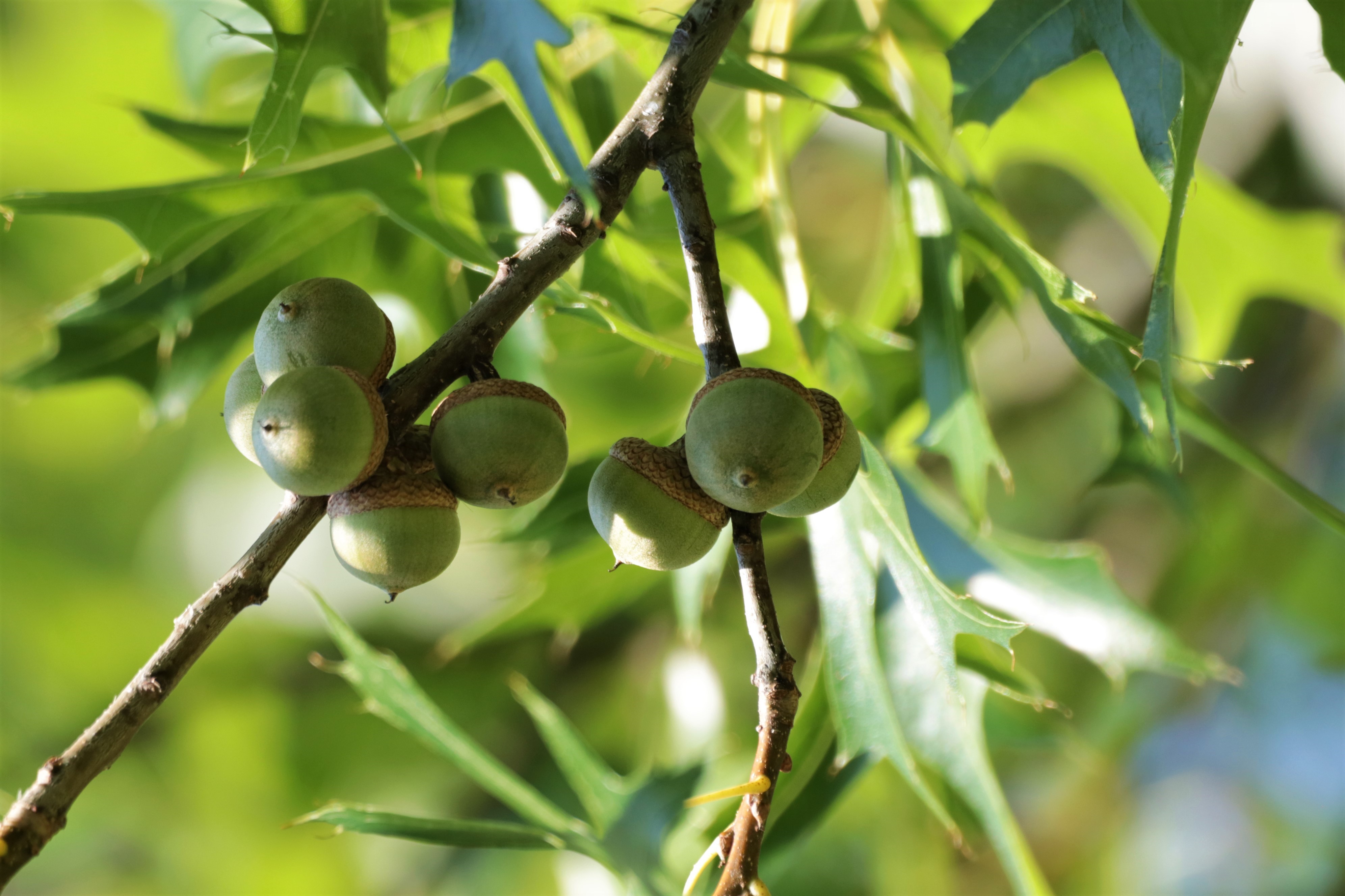 two bunches of acorns next connected to two small branches that meet