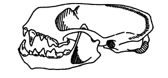 Line drawing of a carnivore skull