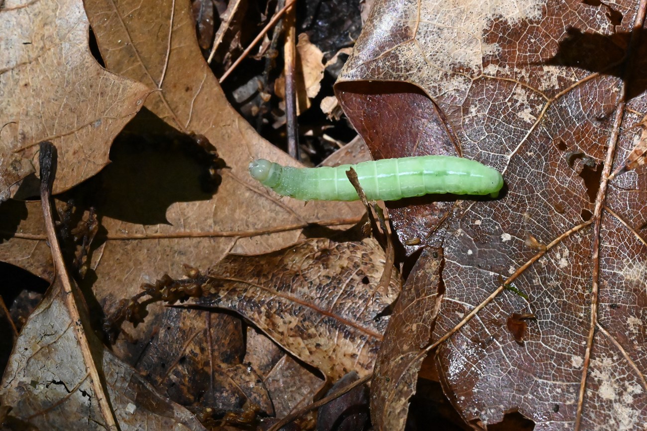 a light green caterpillar crawls through leaf litter