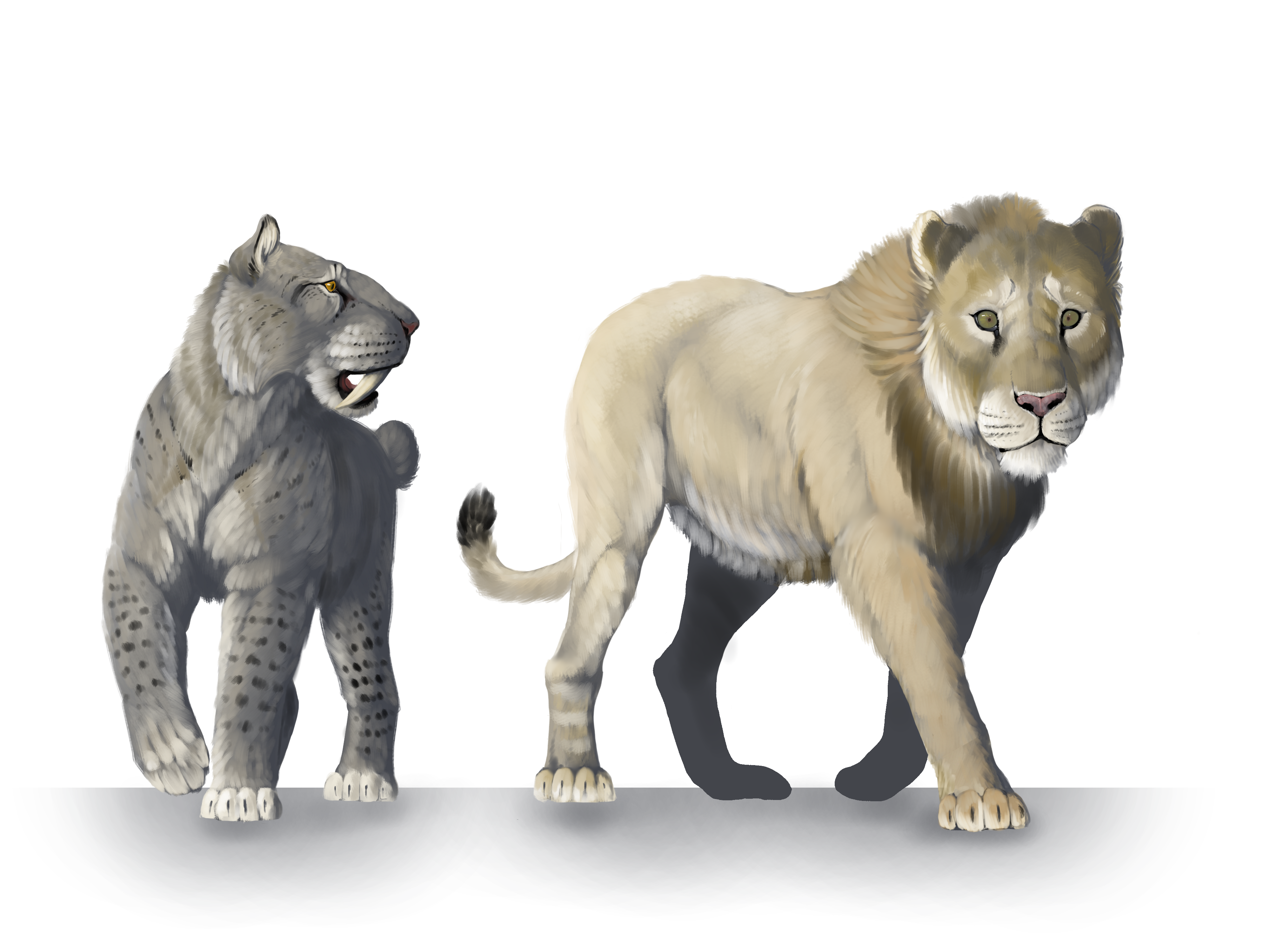 two illustrations of large lions