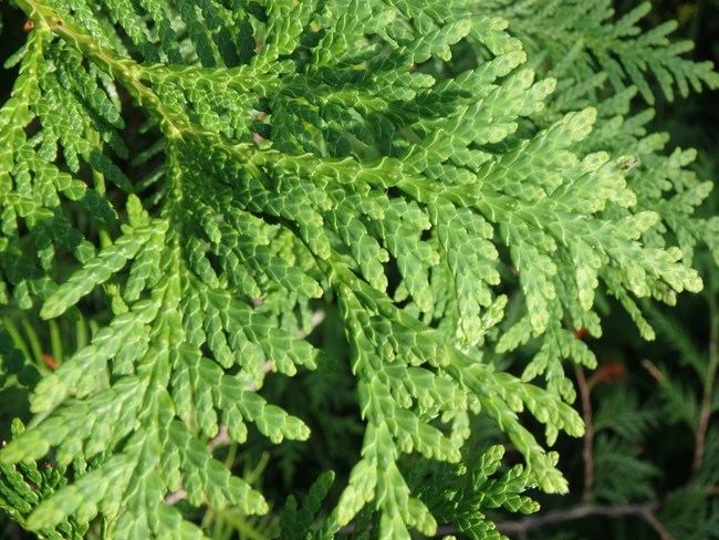 Bright green scaled leaves nestle together, stacked on top of each other, creating a fan like structure of a branch.