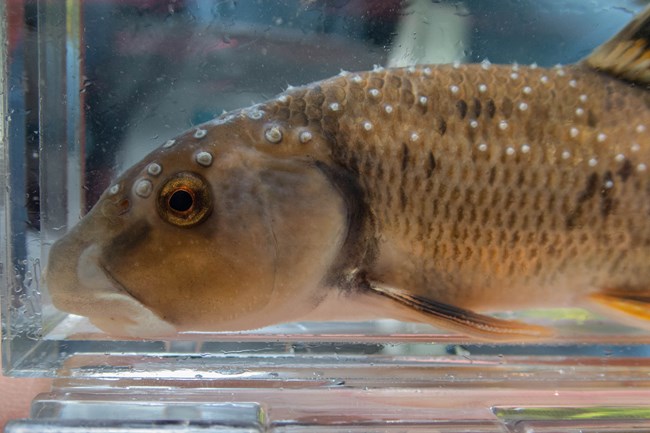 A close-up image of a brown fish with white bumps on the top of its head and body in an aquarium.