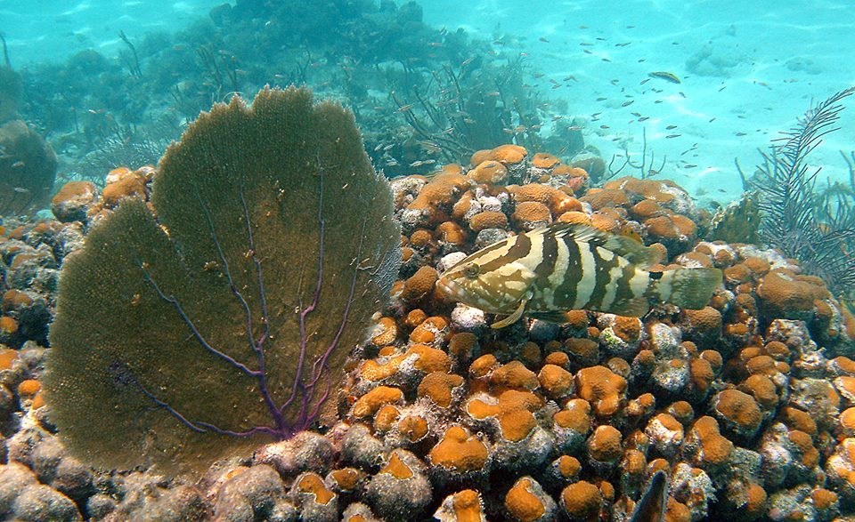 Brown and white striped fish among orange and purple corals, with dozens of smaller fish in the background.