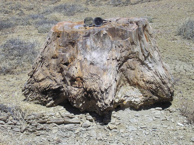 petrified wood tree stump