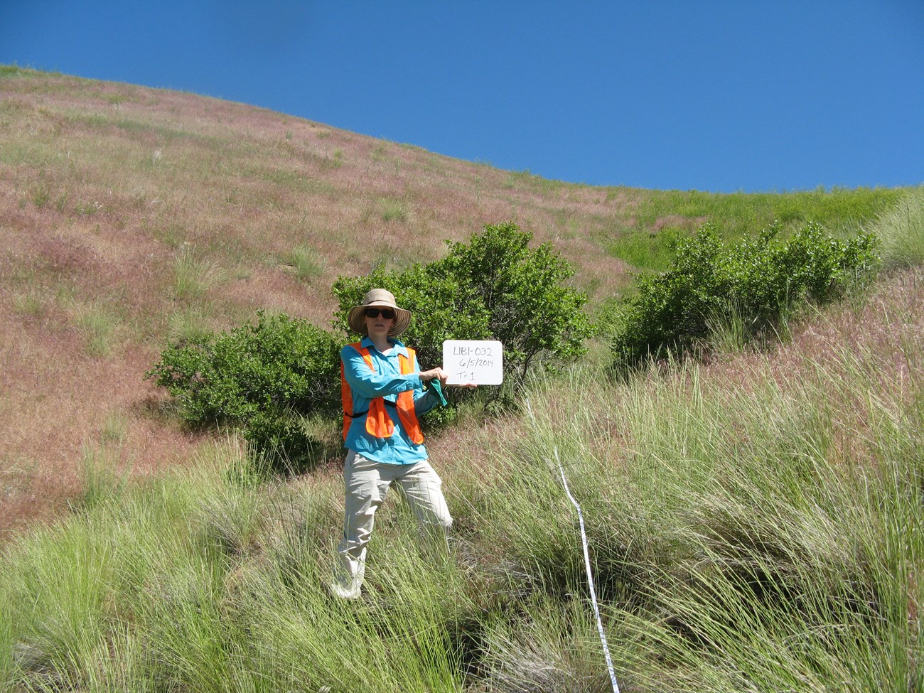 Woman wearing a hat and orange field vest stands in a field of grass holding a small white sign identifying plot number.