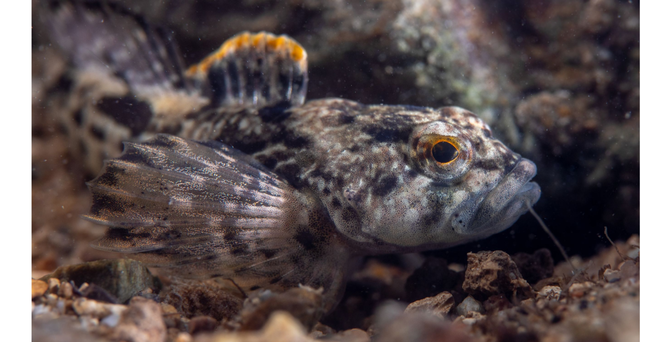 A closeup image of a gray, brown, and orange fish underwater