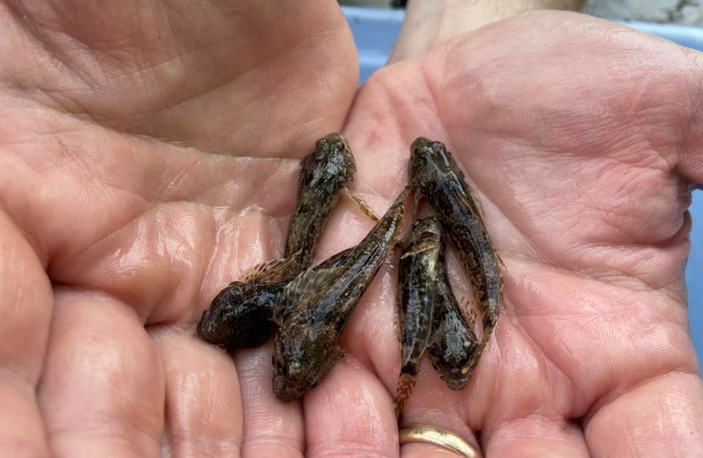 Two hands holding six small brown patterned fish