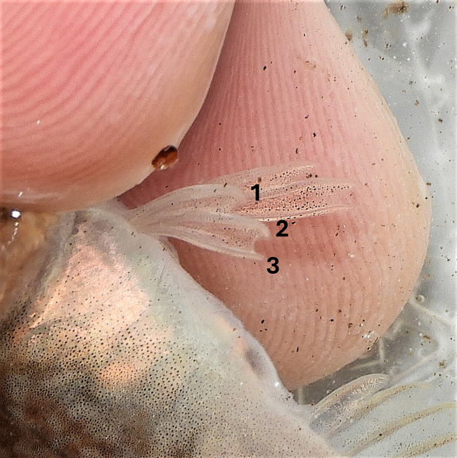 A closeup image of a fish fin with the number of spines in the find annotated.