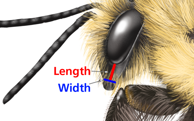 illustration of a bee's face with lines indicating that length measurements are from eye to nose and width are across the nose