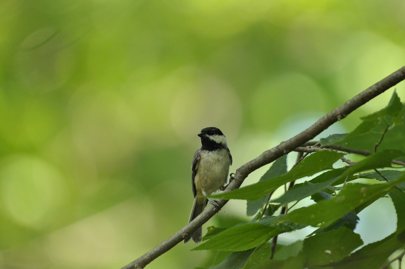 A chickadee sits on a tree branch.