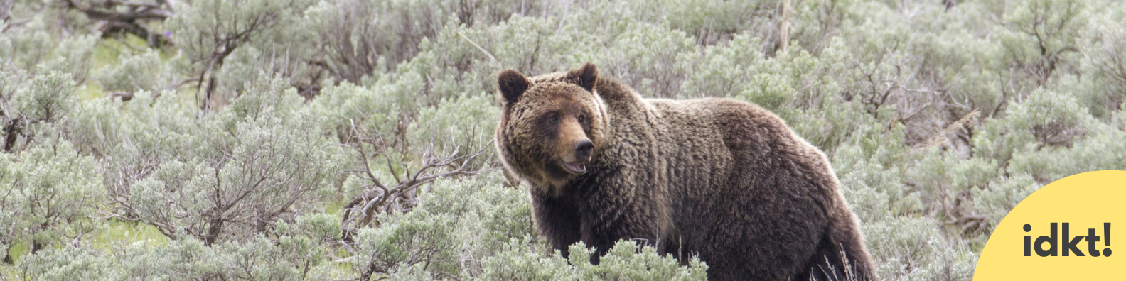 a title banner for I Didn't Know That! Getting Comfortable in Bear country with image of a bear