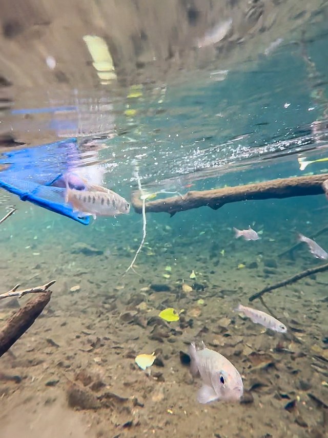 Underwater photo of a half-dozen small, silvery fish swimming out of a half-submerged little blue net into a creek pool..